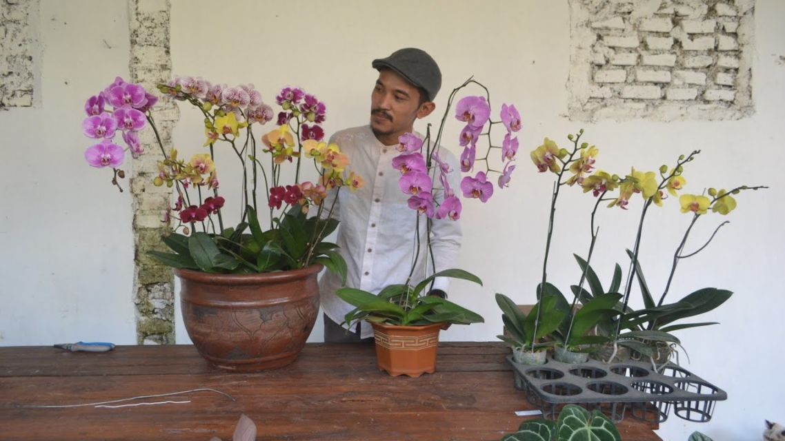 Cara Merawat Anggrek Sesuai Jenisnya. Termasuk Menyelamatkan Anggrek yang Hampir Mati Juga