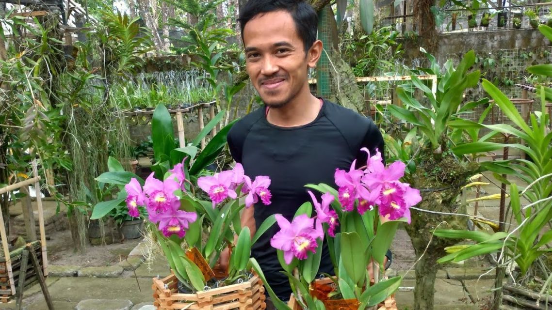 Cara Merawat Anggrek Sesuai Jenisnya. Termasuk Menyelamatkan Anggrek yang Hampir Mati Juga