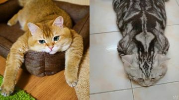 10 Foto Nyebelin Kucing Lagi Rebahan. Nggak Bisa Dibantah Kalau Mereka Binatang Paling Mager!