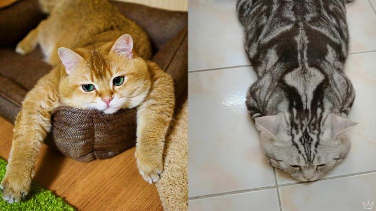 10 Foto Nyebelin Kucing Lagi Rebahan. Nggak Bisa Dibantah Kalau Mereka Binatang Paling Mager!