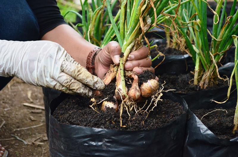 cara menanam bawang merah di botol aqua