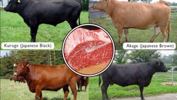 4 Fakta ini Jelaskan Kenapa Daging Wagyu Bisa Mahal Banget. Ada yang Harganya Sampai Jutaan lo!