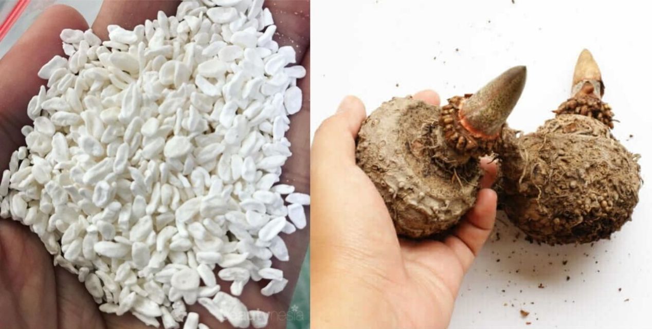 Jadi Menu Diet Prilly Latuconsina, Ini 4 Fakta Tentang Beras Shirataki yang Disebut Beras Ajaib!