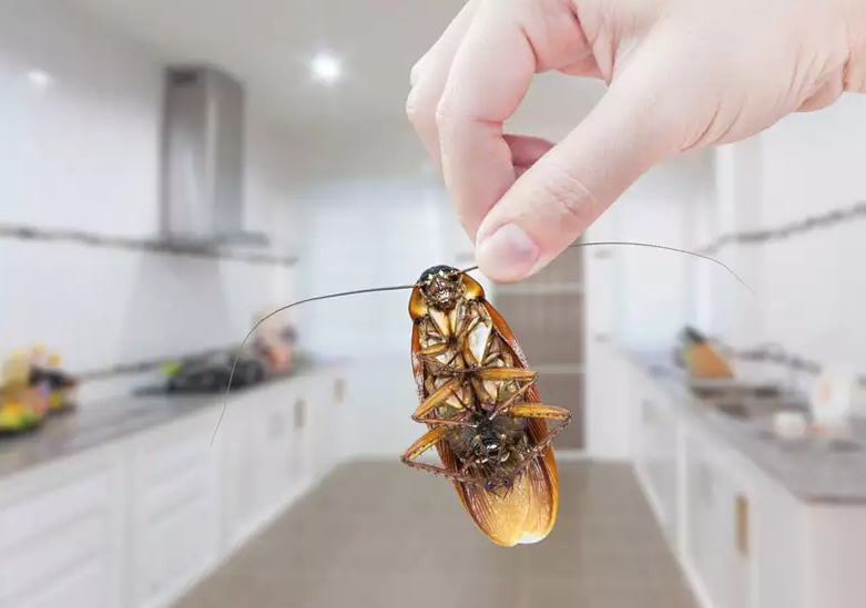 Masalah yang Selalu Muncul Setiap Kita Berurusan dengan Kecoak. Sulit Lawan Hewan Immortal!