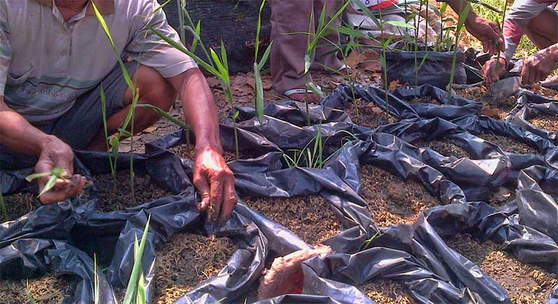 Cara Menanam Jahe Sendiri di Rumah. Meski Cuma Pakai Pot atau Karung, Hasil Panennya Melimpah