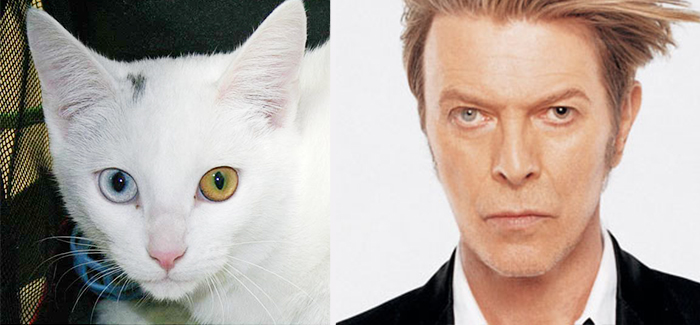 11 Potret Kucing Mirip Artis ini Bikin Gemas. Oh Jadi ini Yang Namanya Kembar Beda Makhluk~