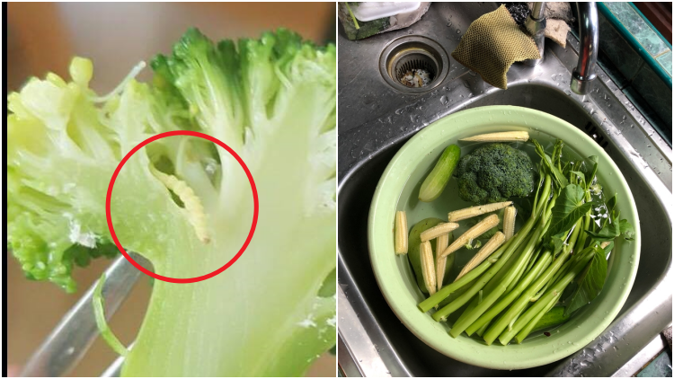 5 Cara Membersihkan Sayur Sayuran dari Ulat yang Nggak Kelihatan. Brokoli nih, Paling Rentan!