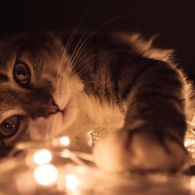 Kenali 6+ Tanda-Tanda Kalau Si Kucing Mulai Percaya sama Kamu!