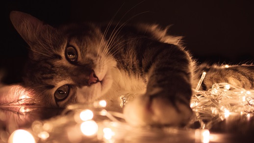 Kenali 6+ Tanda-Tanda Kalau Si Kucing Mulai Percaya sama Kamu!