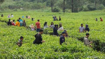 PSBB Jawa Barat Diperpanjang, Wisata Puncak Bogor Kembali Ramai Wisatawan Akhir Pekan Ini!