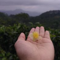 Sensasi Puncak Perkebunan Teh yang Sejuk, Bukit Ngisis Kulon Progo