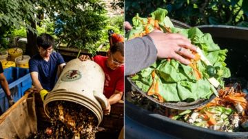 Langkah Praktis Membuat Pupuk Kompos dari Sampah Rumah Tangga. Tanaman Subur Iya, Hemat Juga