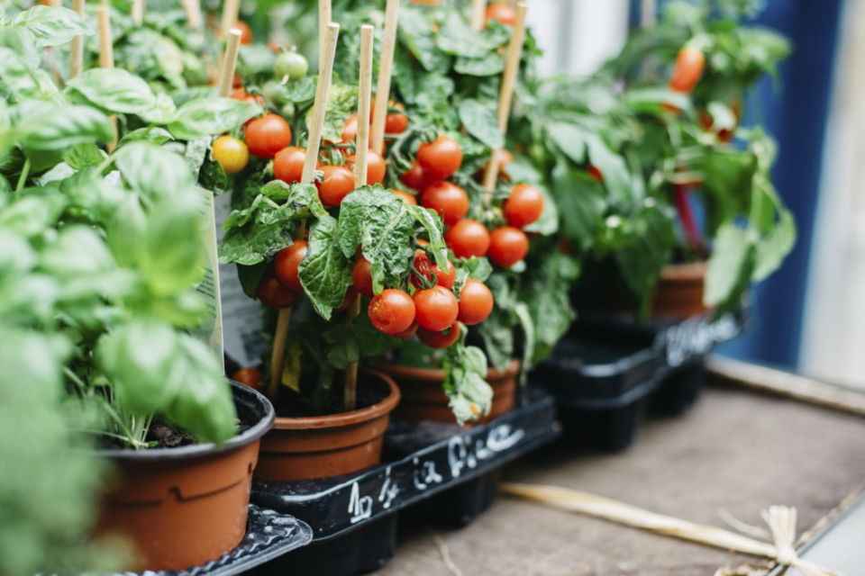 cara menanam tomat