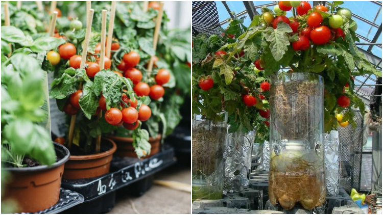 5 Cara Menanam Tomat dengan Menyemai Bijinya. Mudah dan Berbuah Banyak!