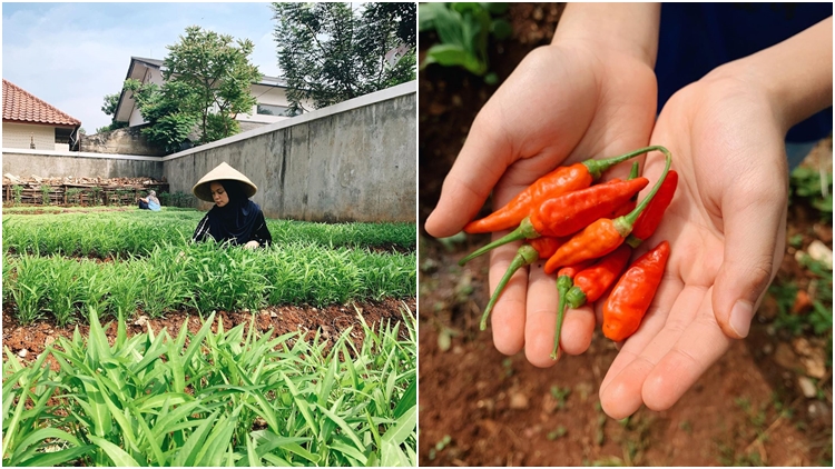 Kembangkan Hobi Baru Saat Pandemi, Yuk Intip Lahan Kompleks yang Disulap Tantri Namirah Jadi Kebun!