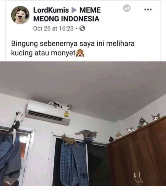 Sederet Bukti Konkret Kalau Kucing Hewan Paling Bandel Sedunia. Juara 1 Melanggar Peraturan!