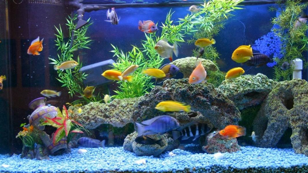 Alasan Kenapa Orang Jualan Buah Pakai Akuarium, Sementara Jual Ikan Malah Diplastikin. Simak nih~ 12 Alasan Kenapa Orang Jualan Buah Pakai Akuarium, Sementara Jual Ikan Malah Diplastikin. Simak nih~