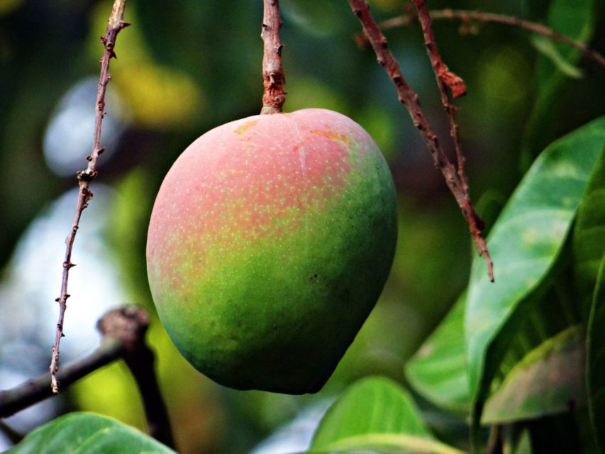 6 Ciri-ciri Buah Mangga Masak Pohon dan Bukan Karbitan. Lebih Manis, Segar, Berserat Dagingnya