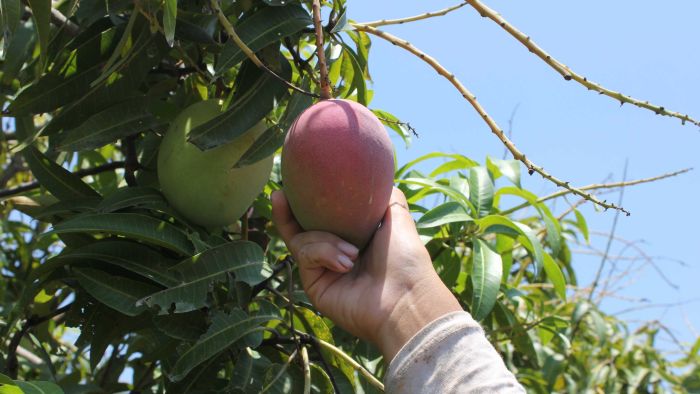 6 Ciri-ciri Buah Mangga Masak Pohon dan Bukan Karbitan. Lebih Manis, Segar, Berserat Dagingnya