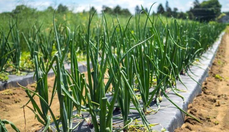 6 Cara Menanam Bawang Putih Pakai Botol atau Wadah Telur 18 cara menanam bawang putih