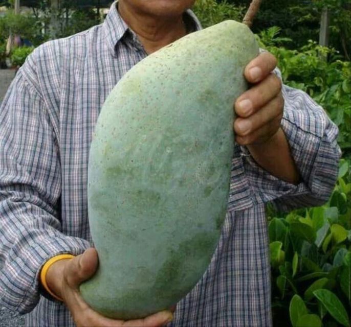 6 Ciri-ciri Buah Mangga Masak Pohon dan Bukan Karbitan. Lebih Manis, Segar, Berserat Dagingnya
