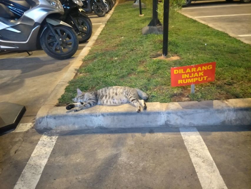 Sederet Bukti Konkret Kalau Kucing Hewan Paling Bandel Sedunia. Juara 1 Melanggar Peraturan!