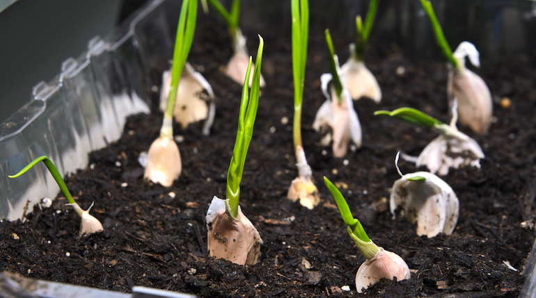 cara menanam bawang putih