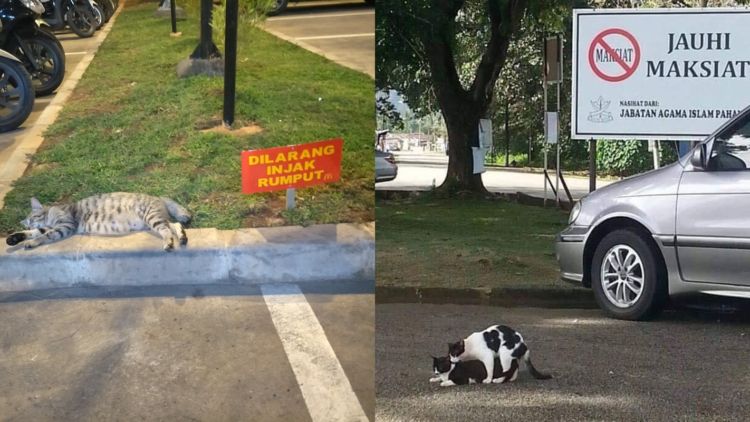 Sederet Bukti Konkret Kalau Kucing Hewan Paling Bandel Sedunia. Juara 1 Melanggar Peraturan!