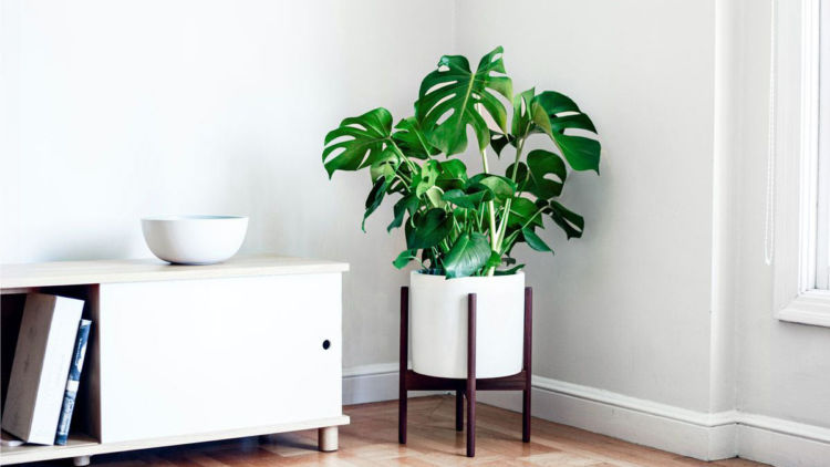 Hias Rumah dengan Monstera Itu Ada Aturannya. Biar Daunnya Tumbuh Sehat dan Paripurna