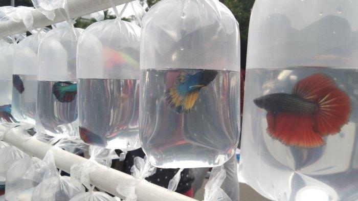 Alasan Kenapa Orang Jualan Buah Pakai Akuarium, Sementara Jual Ikan Malah Diplastikin. Simak nih~ 11 Alasan Kenapa Orang Jualan Buah Pakai Akuarium, Sementara Jual Ikan Malah Diplastikin. Simak nih~