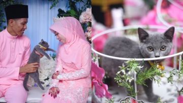 Unik Banget, Kucing Lucu Jadi Seserahan! 5 Hal ini Juga Bisa lo Diberikan Sesuai Kesukaan