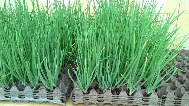6 Cara Menanam Bawang Putih Pakai Botol atau Wadah Telur 17 cara menanam bawang putih