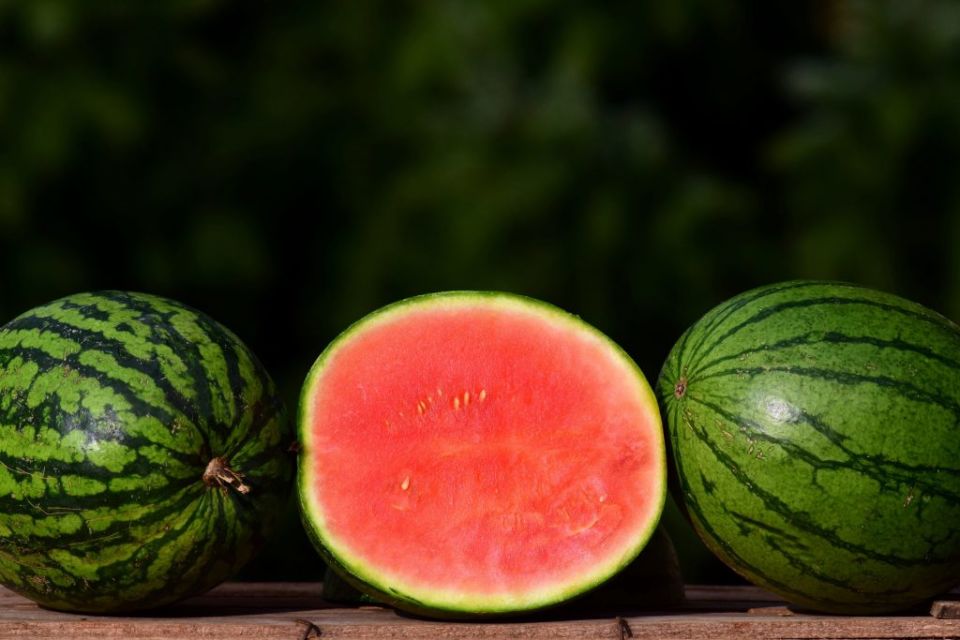 semangka tanpa biji