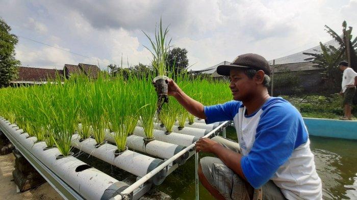 6 Cara Menanam Bawang Putih Pakai Botol atau Wadah Telur 16 cara menanam bawang putih
