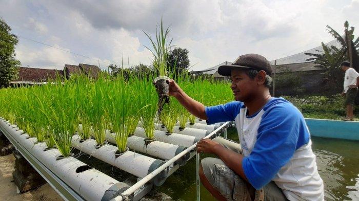 cara menanam bawang putih