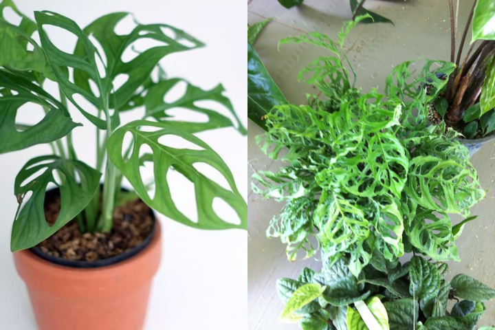 7 Jenis Monstera alias Janda Bolong, Tanaman Hias yang Makin Populer. Estetik Banget!