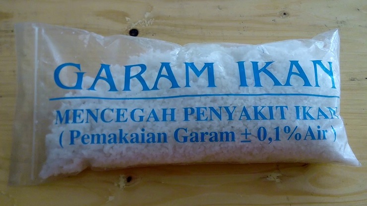 cara merawat ikan cupang