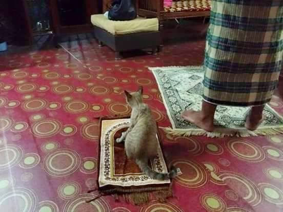 11 Gambar Kucing Taat Beragama. Harusnya Hooman juga Gini dong, Masa Kalah sama Meong?