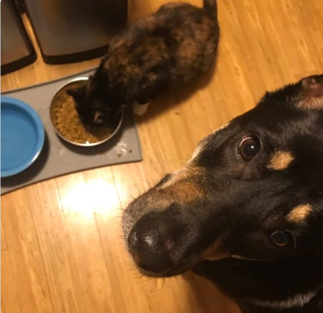 11 Potret Kocak Kucing Lawan Musuh Bebuyutan. Kocheng Udah Nggak Takut Lagi sama Anjing nih! 33 11 Potret Kocak Kucing Lawan Musuh Bebuyutan. Kocheng Udah Nggak Takut Lagi sama Anjing nih!