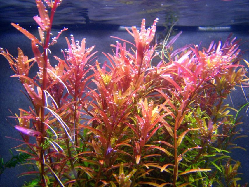 9 Jenis Tanaman Aquascape yang Cocok untuk Ikan Cupang, Bisa Dimakan atau Malah buat Mainan