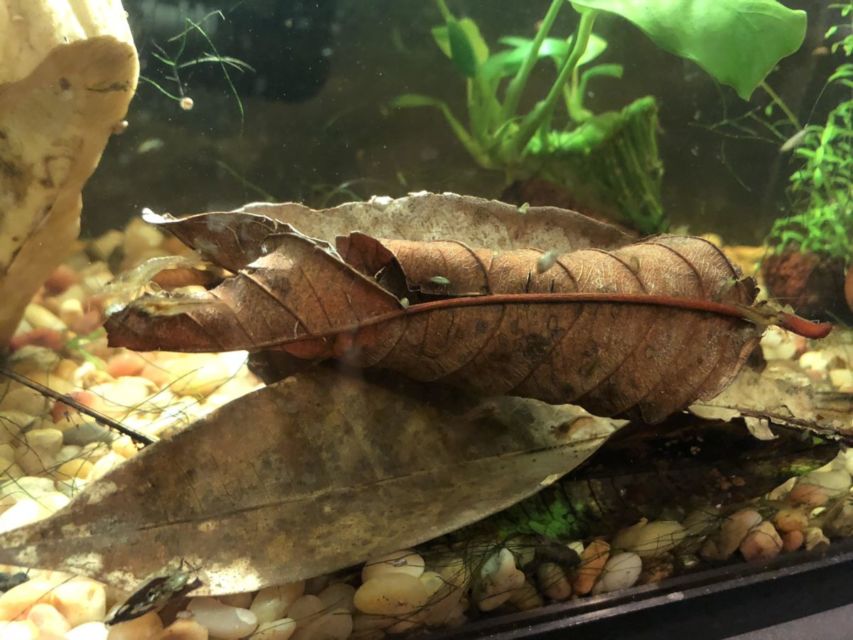 7 Cara Merawat Ikan Cupang biar Panjang Umur dan Cantik Ekornya