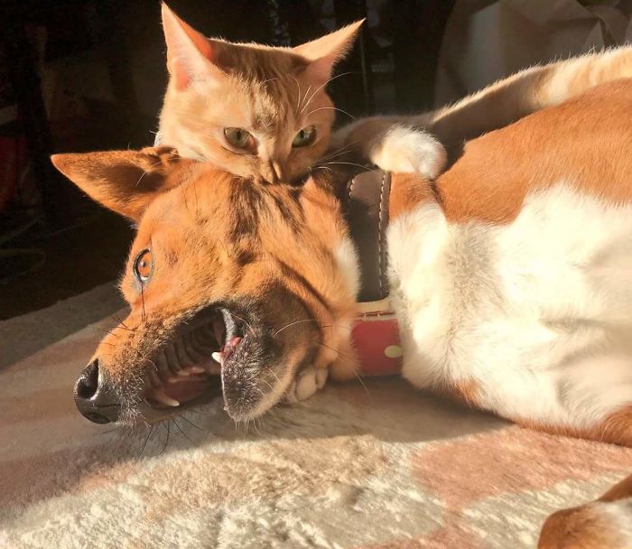 11 Potret Kocak Kucing Lawan Musuh Bebuyutan. Kocheng Udah Nggak Takut Lagi sama Anjing nih! 32 11 Potret Kocak Kucing Lawan Musuh Bebuyutan. Kocheng Udah Nggak Takut Lagi sama Anjing nih!