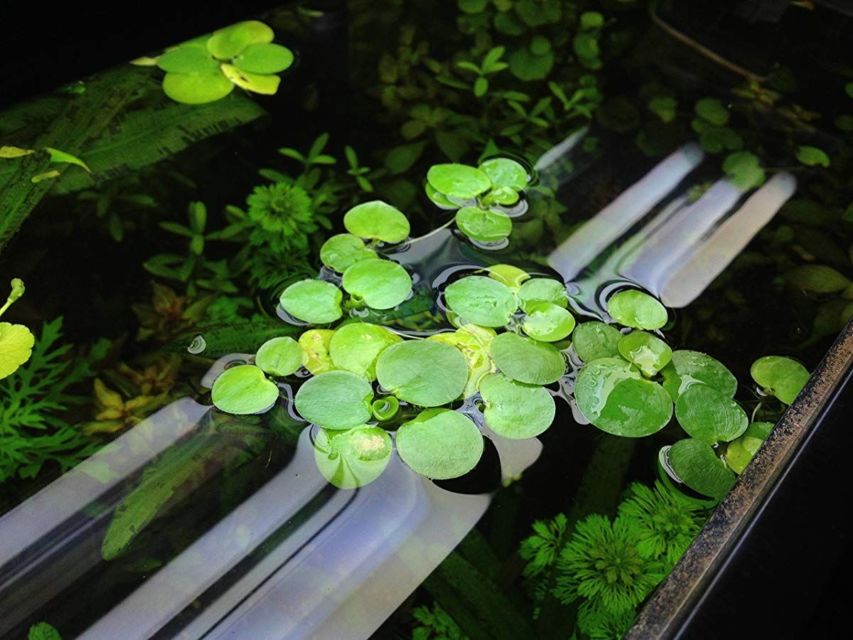 9 Jenis Tanaman Aquascape yang Cocok untuk Ikan Cupang, Bisa Dimakan atau Malah buat Mainan