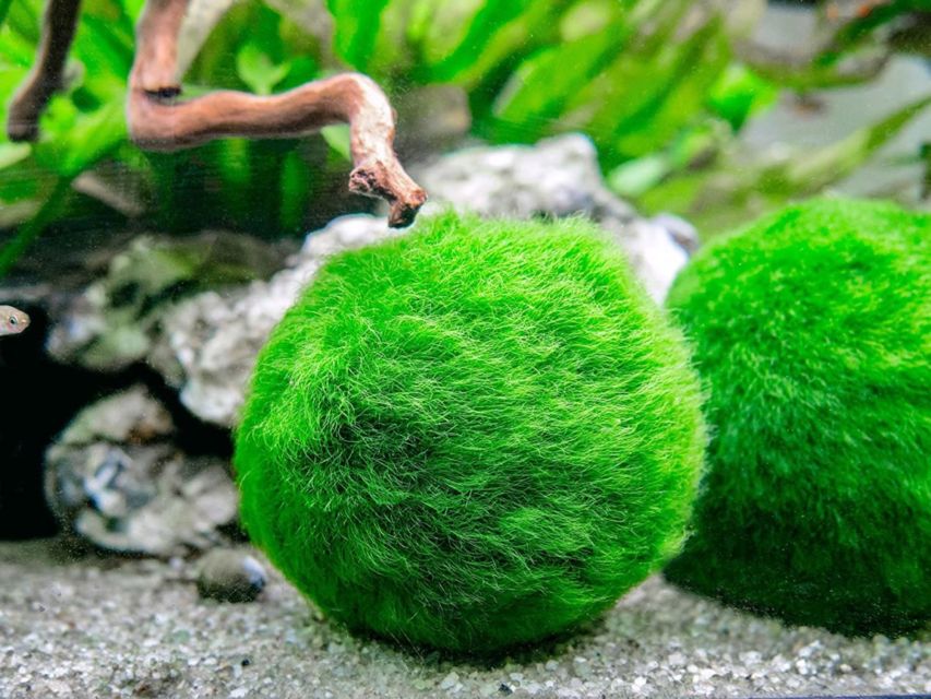 9 Jenis Tanaman Aquascape yang Cocok untuk Ikan Cupang, Bisa Dimakan atau Malah buat Mainan