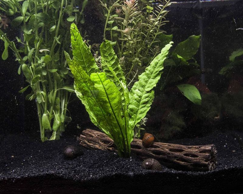 9 Jenis Tanaman Aquascape yang Cocok untuk Ikan Cupang, Bisa Dimakan atau Malah buat Mainan