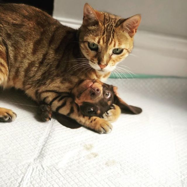 11 Potret Kocak Kucing Lawan Musuh Bebuyutan. Kocheng Udah Nggak Takut Lagi sama Anjing nih! 25 11 Potret Kocak Kucing Lawan Musuh Bebuyutan. Kocheng Udah Nggak Takut Lagi sama Anjing nih!