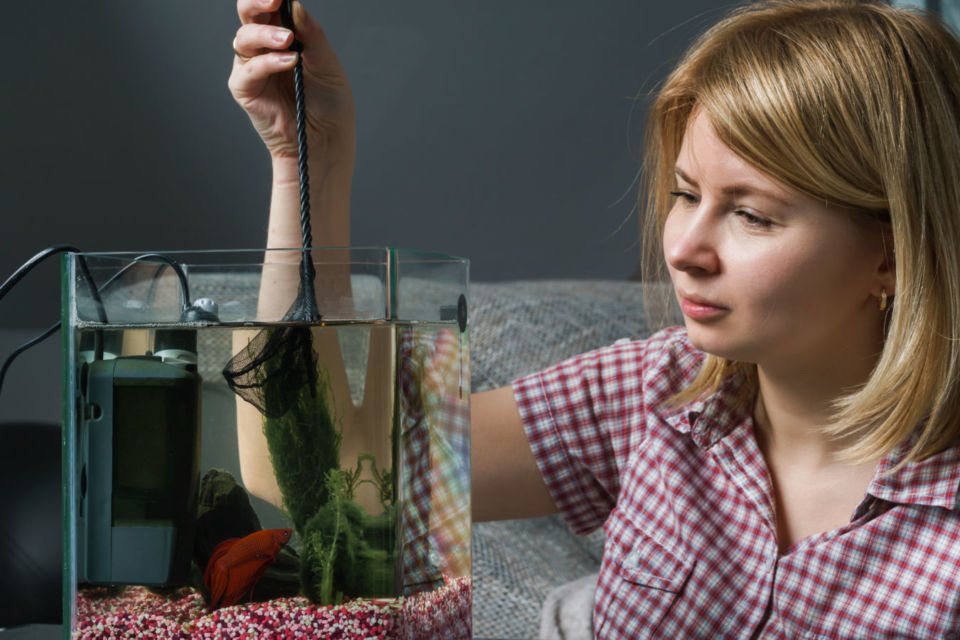 7 Cara Merawat Ikan Cupang biar Panjang Umur dan Cantik Ekornya