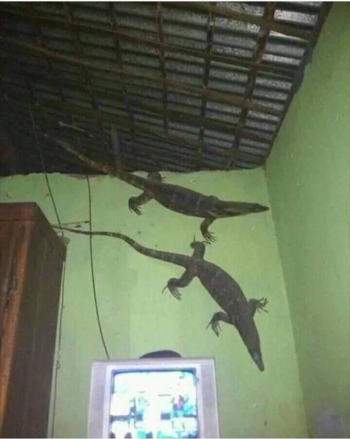 11 Benda Aneh yang Pernah Ada di Dalam Rumah, Antara Kreatif dan Random sih. Kocak Bener! :D