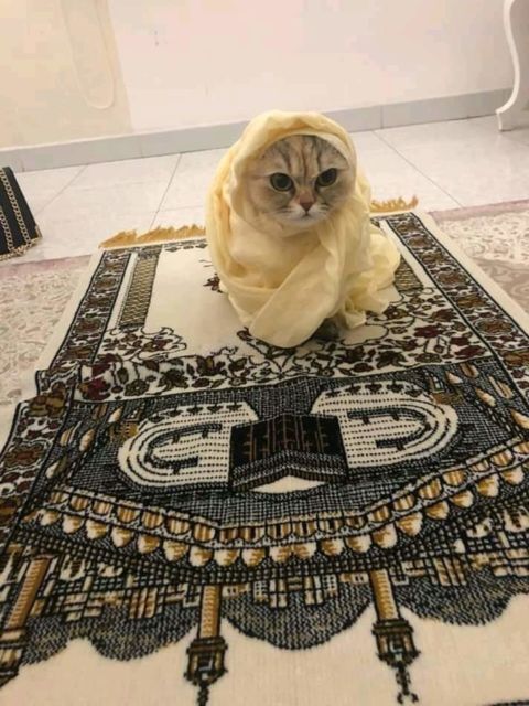 11 Gambar Kucing Taat Beragama. Harusnya Hooman juga Gini dong, Masa Kalah sama Meong?