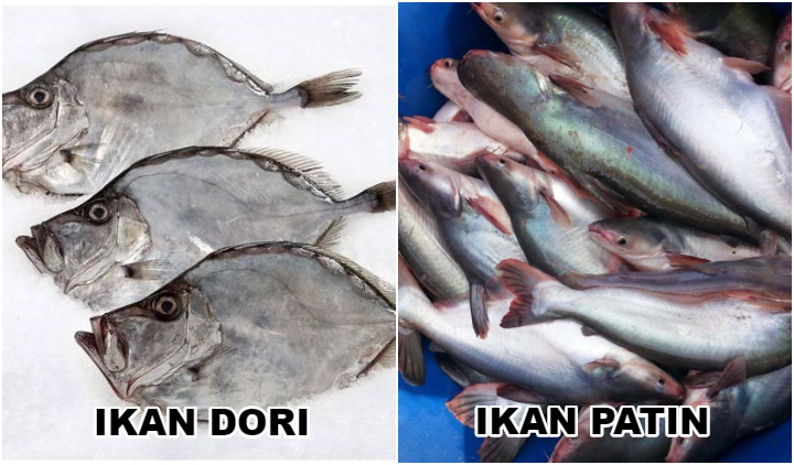 ikan dori dan ikan patin